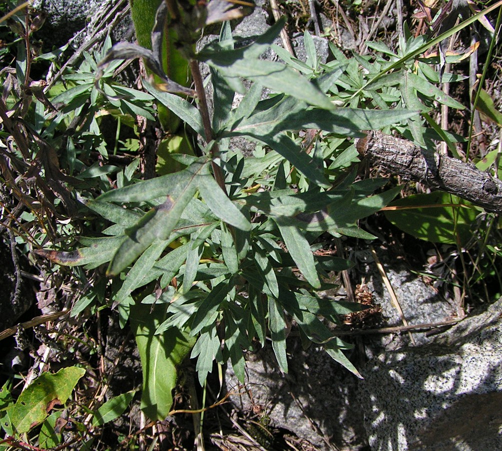 Изображение особи Artemisia leucophylla.