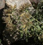 genus Onosma. Верхушки плодоносящих побегов. Таджикистан, Памир, долина р. Бардара. 09.08.2011.