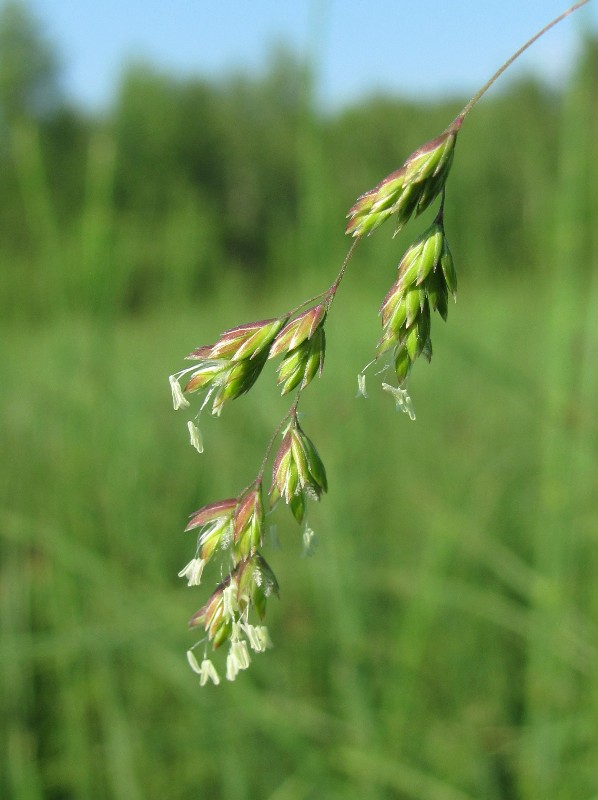 Изображение особи Poa trivialis.