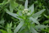 Achillea cartilaginea