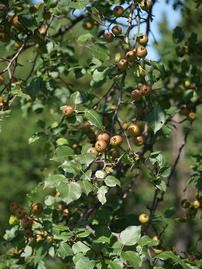 Изображение особи Pyrus ussuriensis.