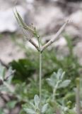 Image of taxon representative. Author is Антон Попович