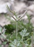 Astragalus subuliformis