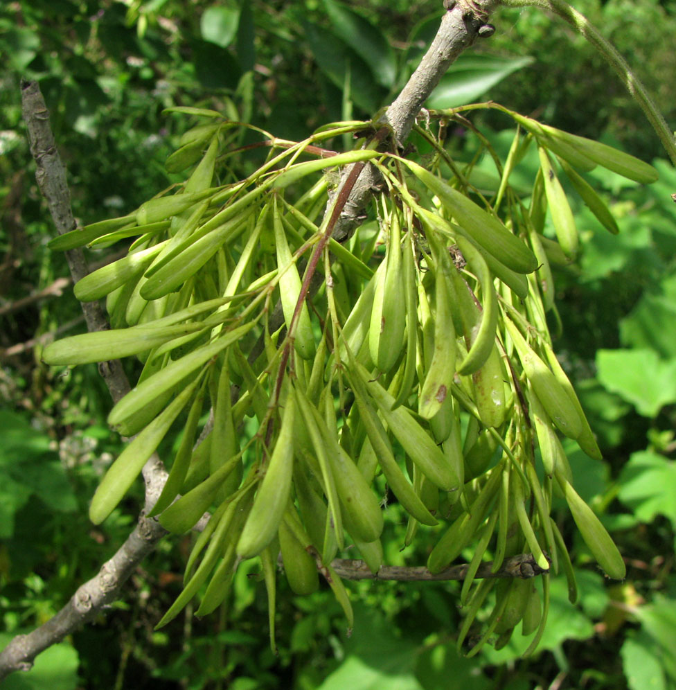Image of Fraxinus pennsylvanica specimen.