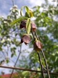 Asimina triloba