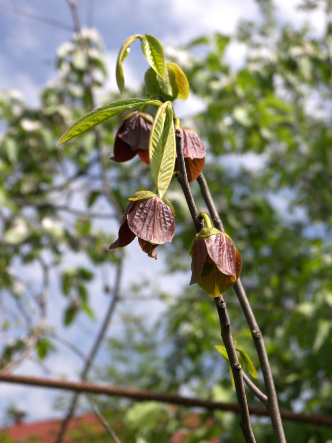 Изображение особи Asimina triloba.