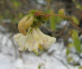 Lonicera fragrantissima. Часть побега с соцветием. Крым, Ялта, в культуре. 30 января 2012 г.