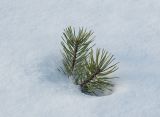 Pinus friesiana