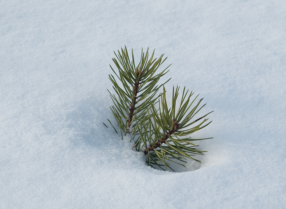 Image of Pinus friesiana specimen.