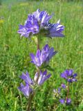 Campanula glomerata