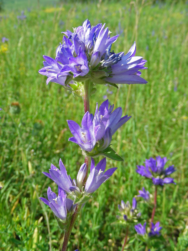 Image of Campanula glomerata specimen.