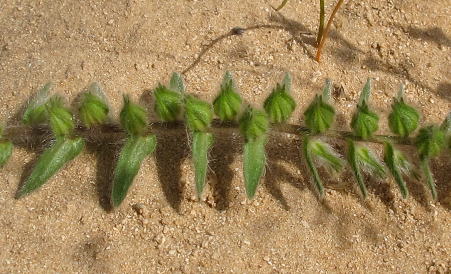 Image of Alkanna tinctoria specimen.