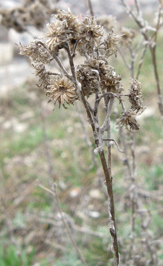 Изображение особи Helichrysum arenarium.