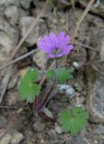 Geranium molle