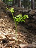 Pteridium tauricum