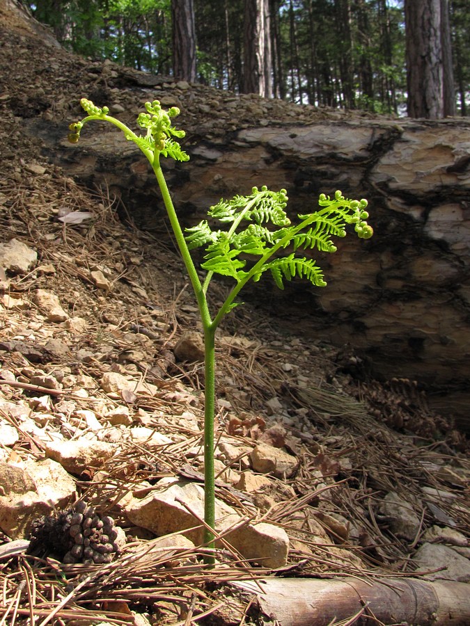 Изображение особи Pteridium tauricum.