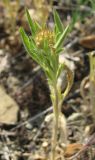 Lomelosia micrantha. Растение с бутонами. Крым, Карадаг, подножье горы Карагач. 7 мая 2012 г.