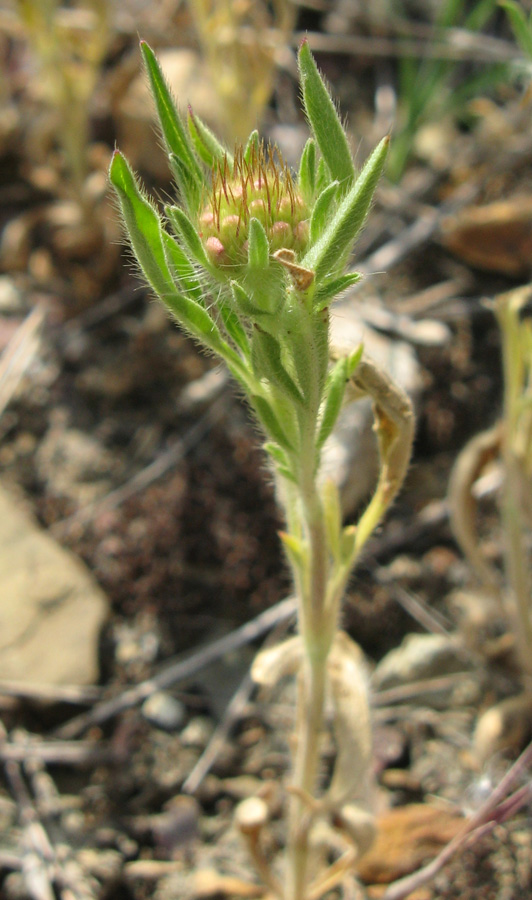 Image of Lomelosia micrantha specimen.