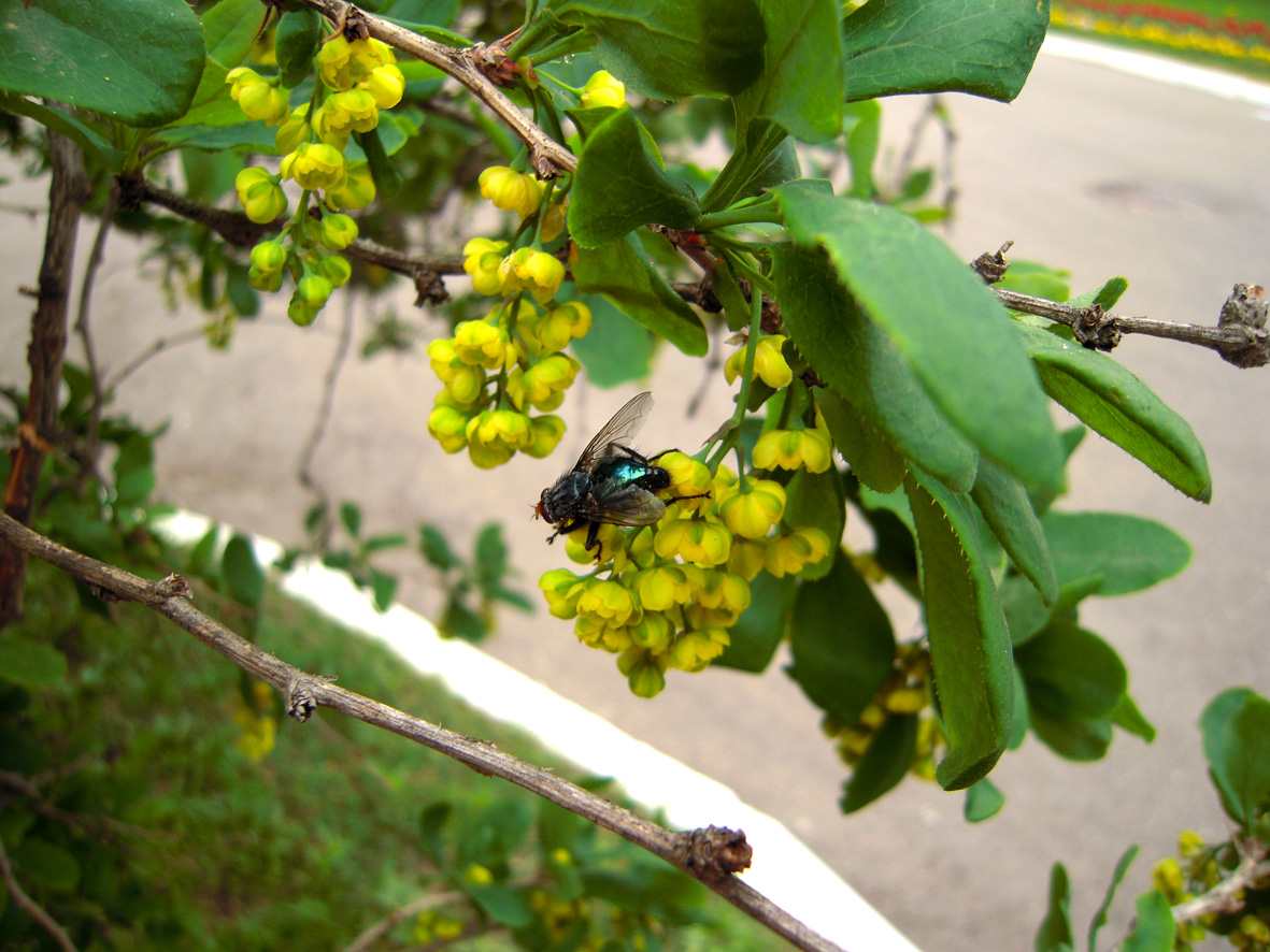 Image of Berberis amurensis specimen.