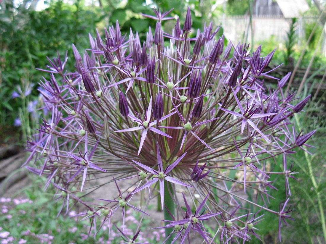 Image of Allium cristophii specimen.