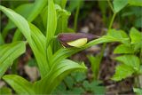 Cypripedium calceolus. Верхушка побега с бутоном. Ленинградская обл., Ломоносовский р-н, берег ручья. 26.05.2012.