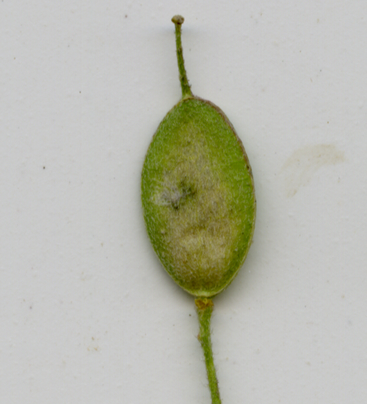 Image of Berteroa incana specimen.