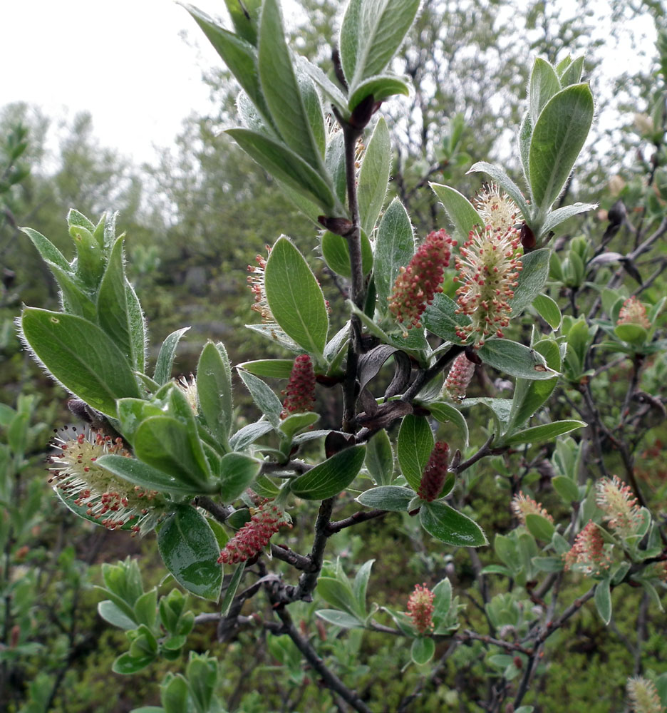 Изображение особи Salix glauca.