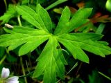 Geranium sibiricum. Лист. Республика Саха (Якутия), Томпонский р-н, с. Кескил. 21.06.2012.