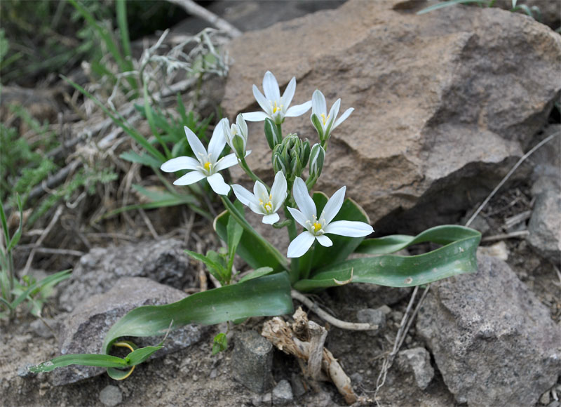 Изображение особи Ornithogalum montanum.