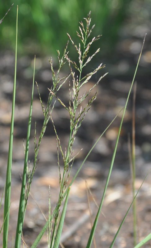 Изображение особи Molinia caerulea.