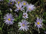 Aster amellus