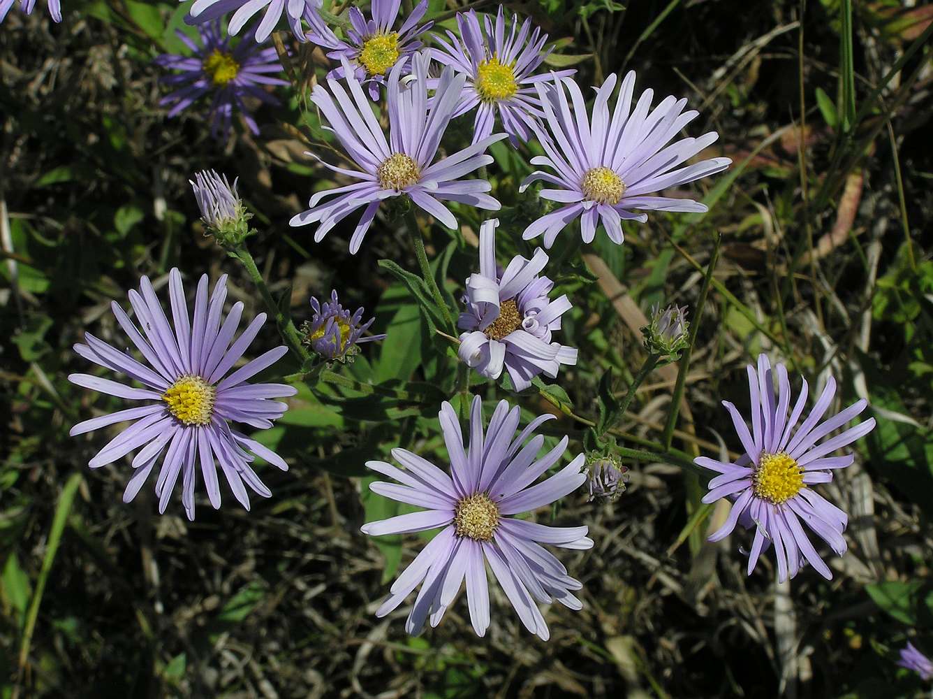 Изображение особи Aster amellus.