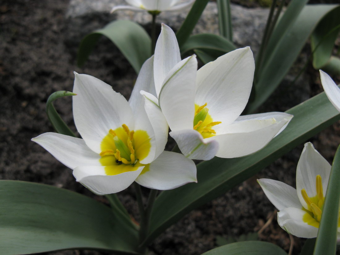 Изображение особи Tulipa biflora.