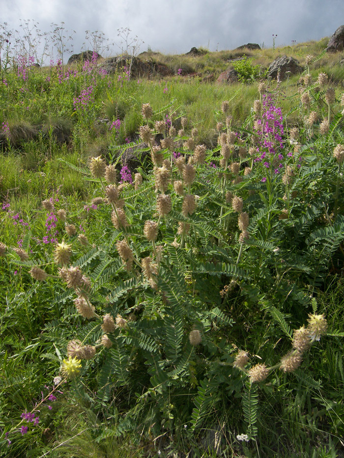 Изображение особи Astragalus maximus.