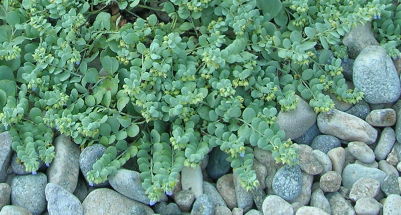 Изображение особи Mertensia maritima.