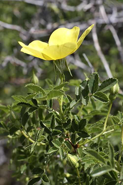Image of Rosa kokanica specimen.