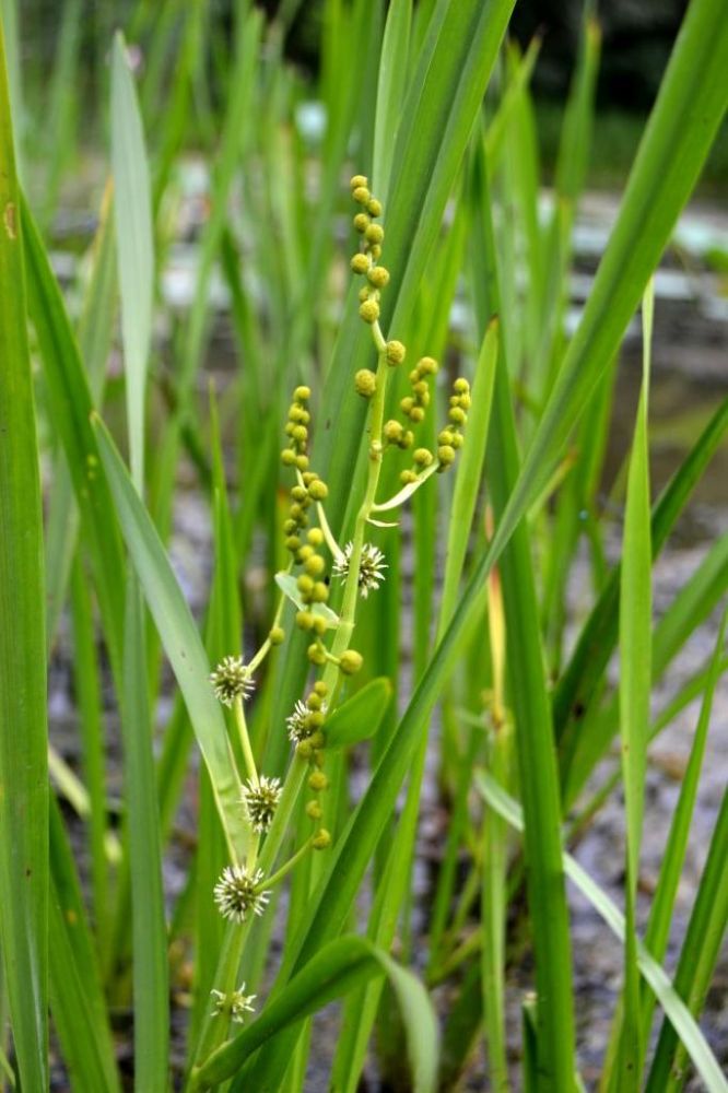 Изображение особи Sparganium erectum.