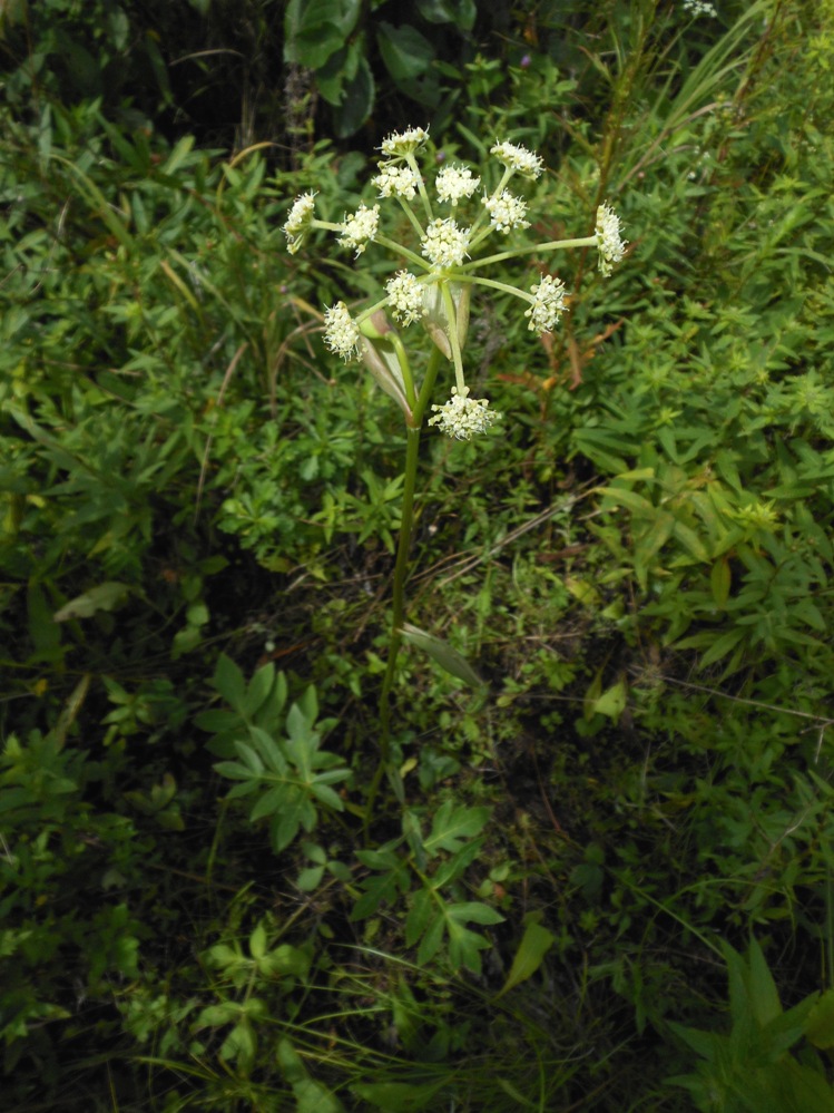 Image of Angelica decursiva specimen.