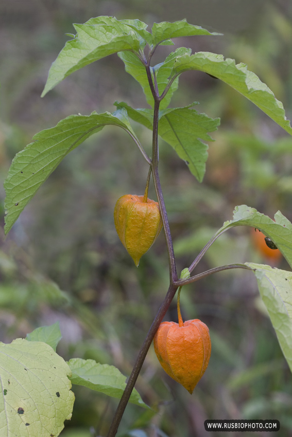 Image of Alkekengi officinarum specimen.