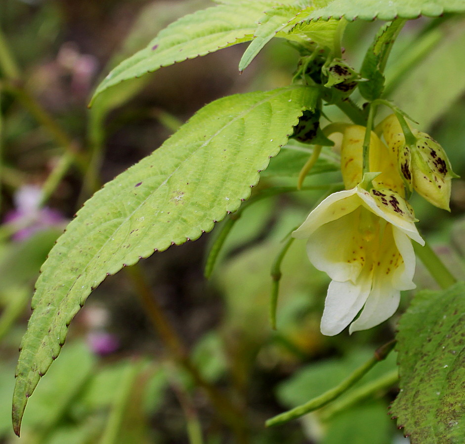 Изображение особи Impatiens scabrida.