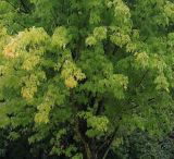 Acer saccharinum. Нижняя часть кроны молодого дерева ('Pyramidalis'). Нидерланды, г. Venlo, \"Floriada 2012\". 11.09.2012.