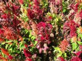 Celosia argentea