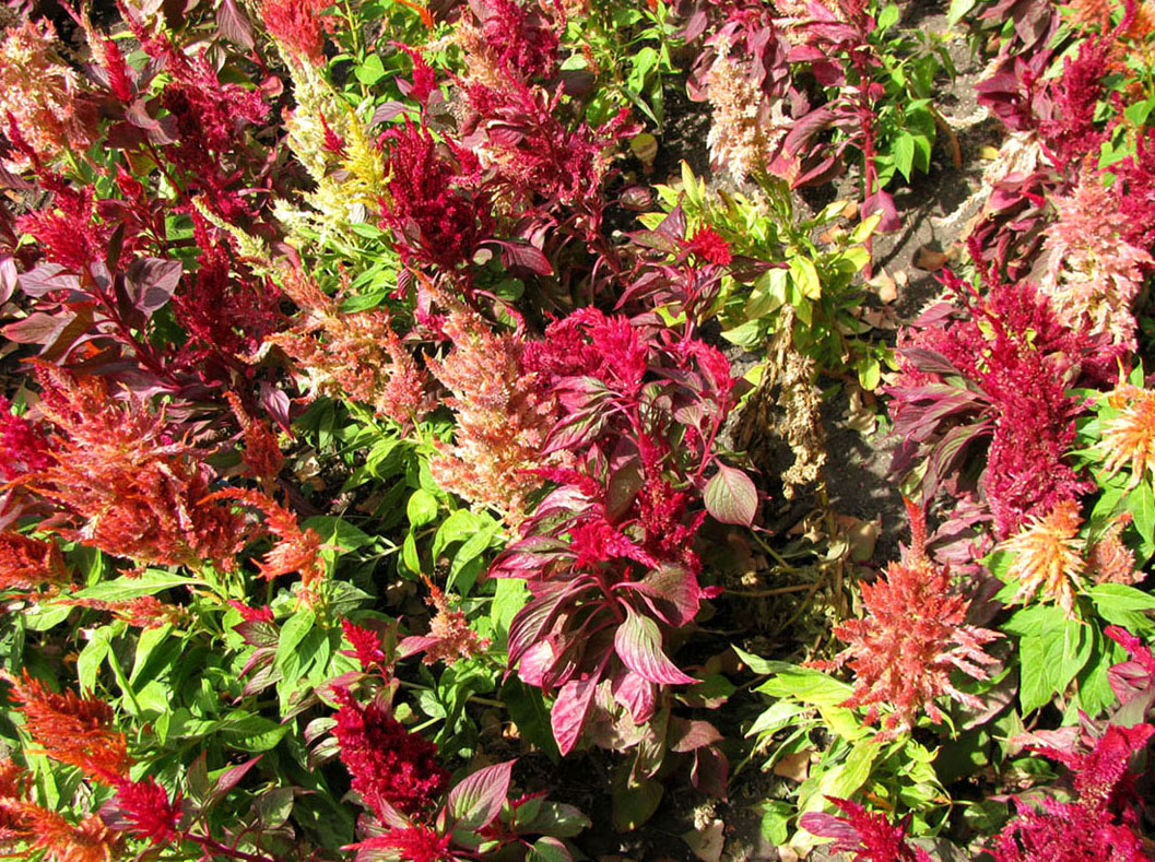 Image of Celosia argentea specimen.