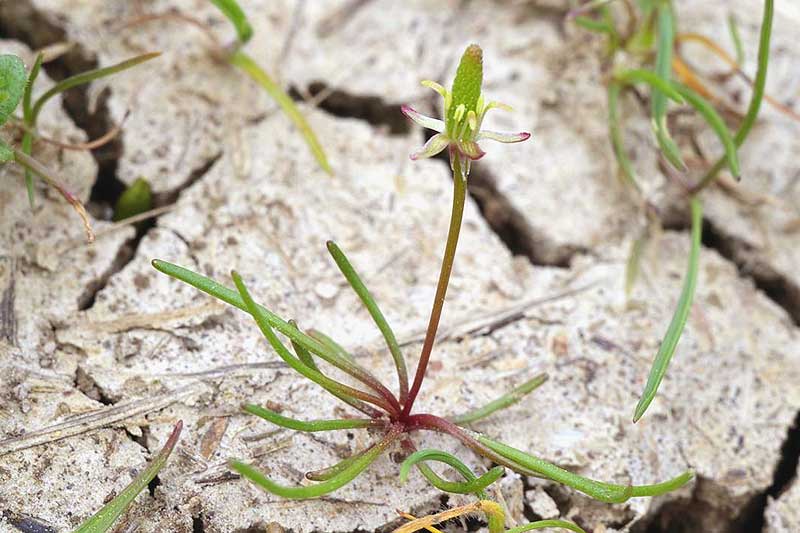 Image of Myosurus minimus specimen.