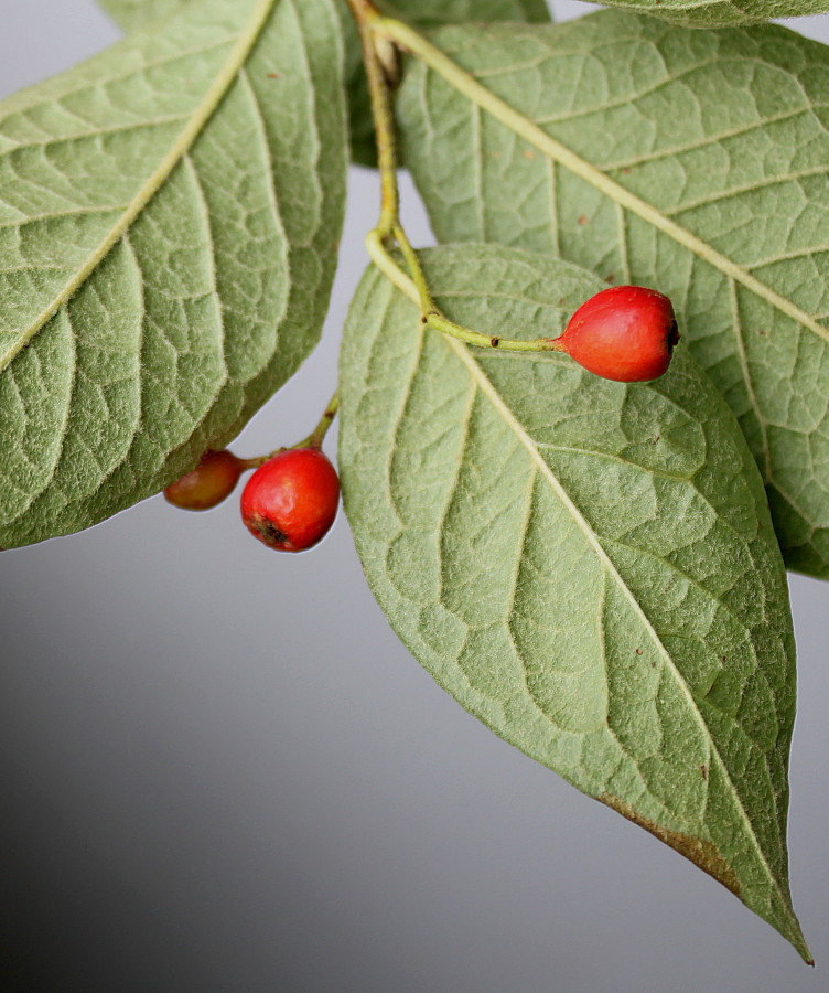 Image of Cotoneaster bullatus specimen.