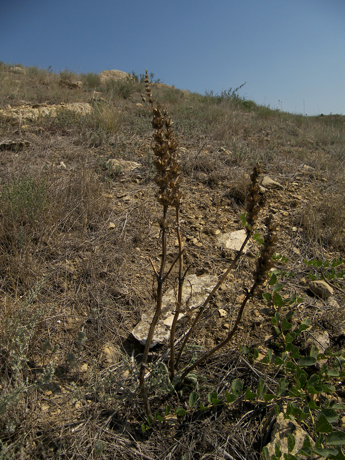 Image of Phlomoides laciniata specimen.