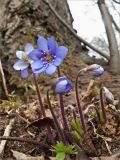 Hepatica nobilis. Цветущее растение. Ленинградская обл., Кингисеппский р-н, берег р. Хаболовка. 17.04.2011.