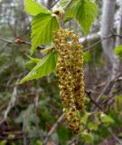 Betula lanata