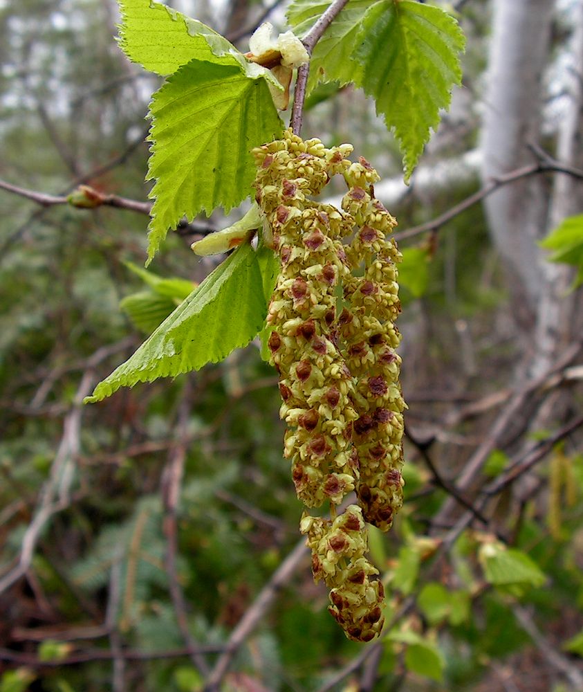 Изображение особи Betula lanata.