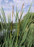 Typha &times; glauca